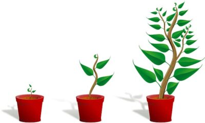 فوائد النباتات,فوائد سكر النبات,فوائد,النباتات,فوائد سكر النبات المدهشة,فوائد سكر النبات للحمل,فوائد سكر النبات للرحم,فوائد سكر النبات للرضع,فوائد سكر النبات للمراه,فوائد سكر النبات للمهبل,فوائد سكر النبات للاطفال,فوائد سكر النبات للمواليد,فوائد سكر النبات للاطفال الرضع,فوائد النبات,shoalakhbar فوائد النباتات أعشاب ونباتات برية,فوائد النبات في البيت,فوائد النبات في المنزل,فوائد سكر النبات الصوت,فوائد سكر النبات للصوت